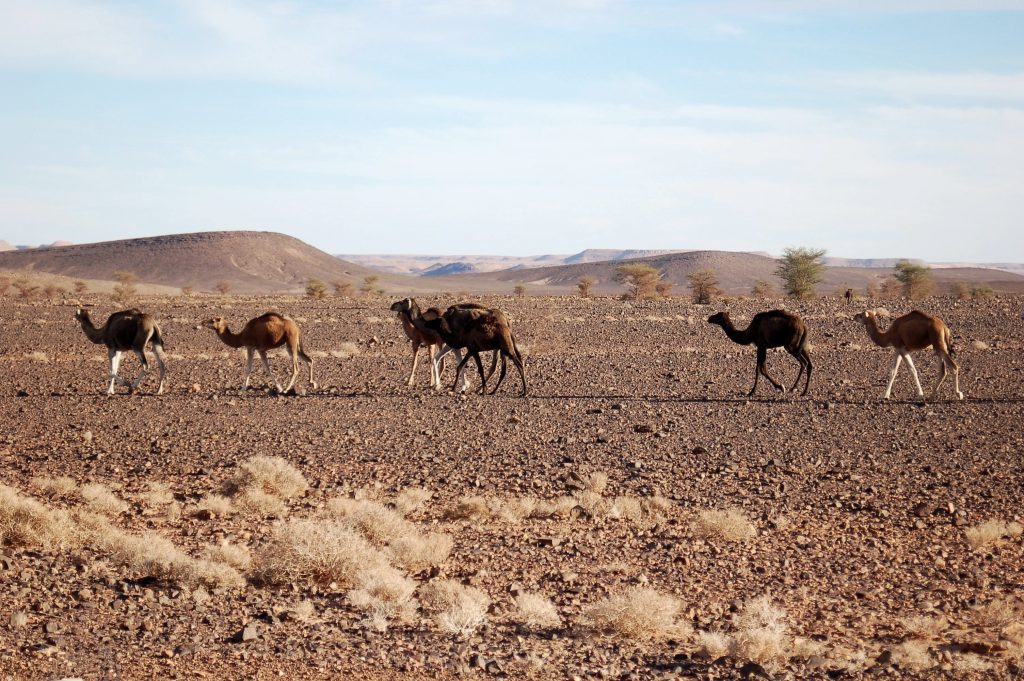 camels