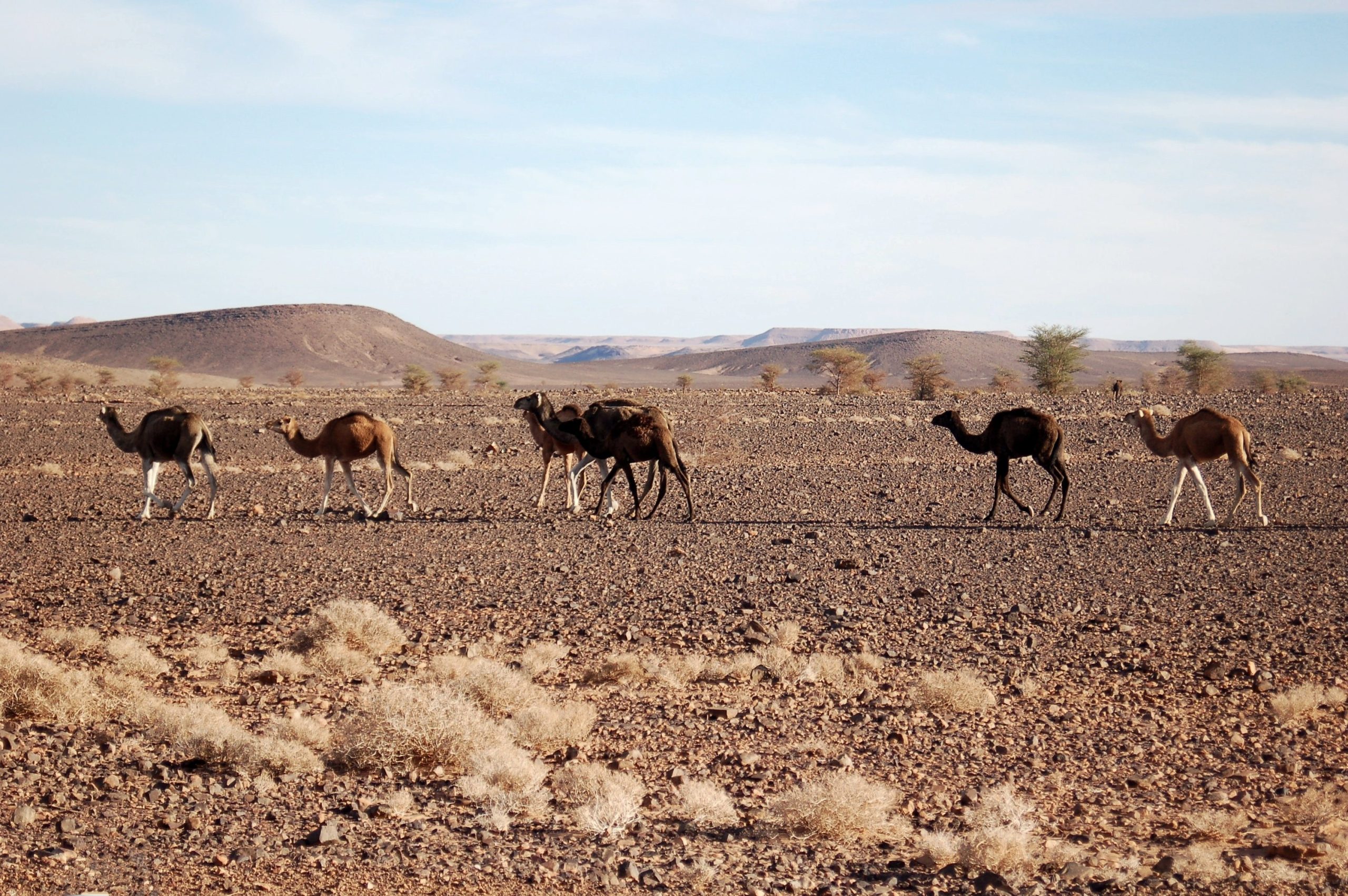 28 June 2025 | Regional conference in Nairobi highlights camelids as central to climate-resilient livestock systems camels