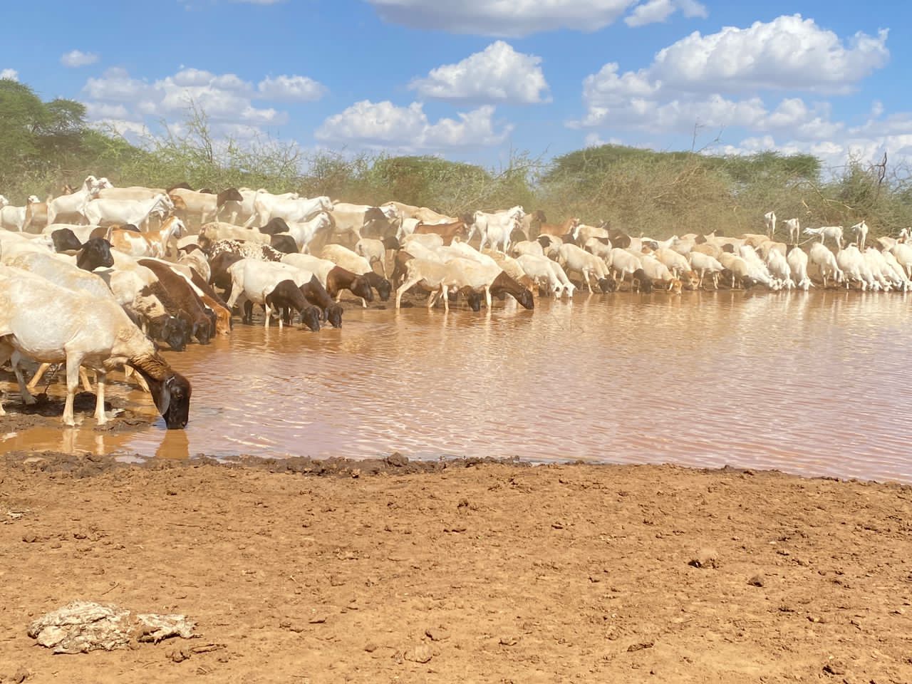 watering sheep