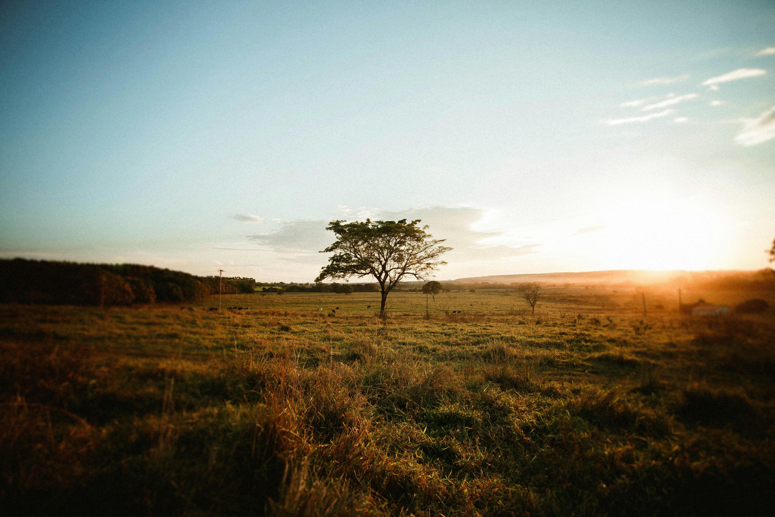 About Us A tranquil scene of a single tree under a vibrant sunset in a wide open field.